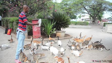 How Zanzibar cares for its stray cats