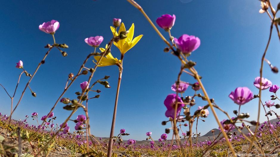 Desiertos verdes: cómo salvar al planeta de la desertificación | Ciencia y  Ecología | DW 