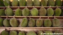 This picture taken on July 8, 2020 shows durians displayed for sale in Kuala Lumpur. - When a coronavirus lockdown confined Malaysians to their homes, street traders selling durians moved their pungent produce online -- and have been enjoying an unexpected spike in demand. (Photo by Mohd RASFAN / AFP) / To go with MALAYSIA-HEALTH-VIRUS-FOOD-BUSINESS-DURIAN,FOCUS by Patrick Lee