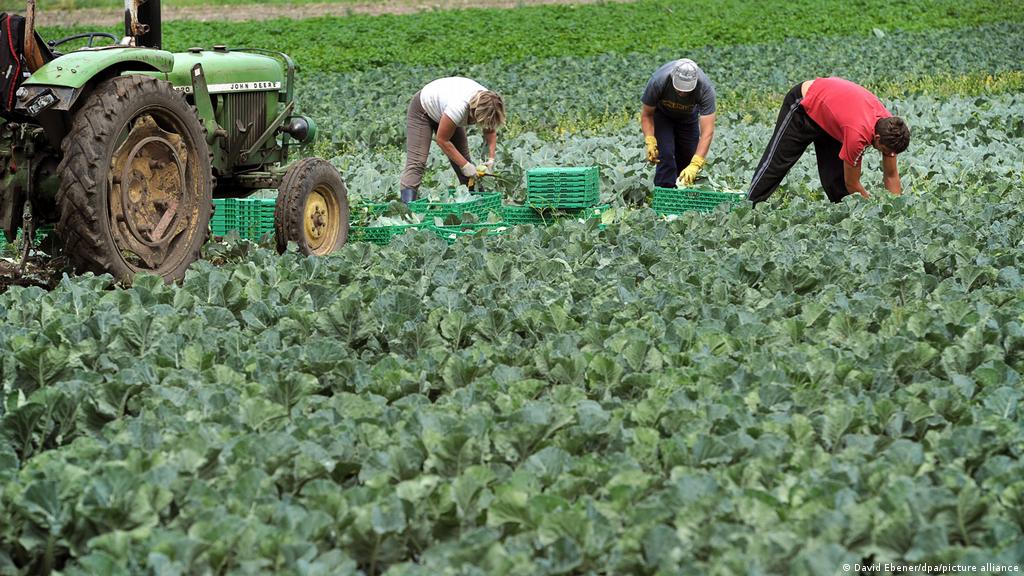 Exposed: How big farm lobbies undermine EU′s green agriculture plan | Europe | News and current affairs from around the continent | DW | 19.10.2021