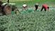 Seasonal workers harvest turnip cabbage at a farm in Nuremburg, Germany Seasonal workers harvest turnip cabbage at a farm in Nuremburg, Germany