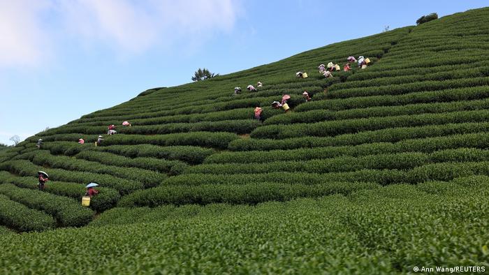Tea plantation workers on tea terraces