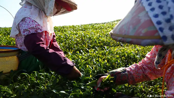 采茶人也因气候变迁，收入大受影响，因为他们的薪水取决于每公斤茶叶的售价。 「收成愈少，赚得愈少」，他们说。由于如今茶叶生长时间变长，他们每季都得到茶园好几次。