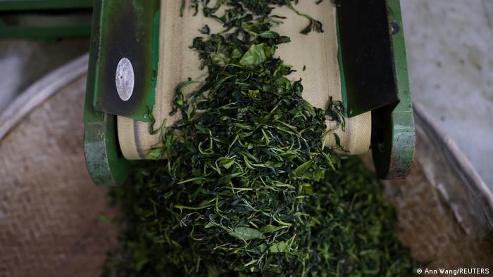 Tea leaves during the process of fermentation