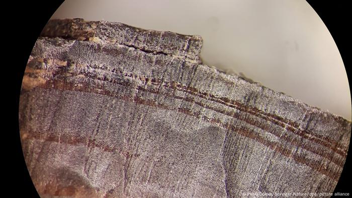 Imagen microscópica de un fragmento de madera de los estratos septentrionales de L'Anse aux Meadows.