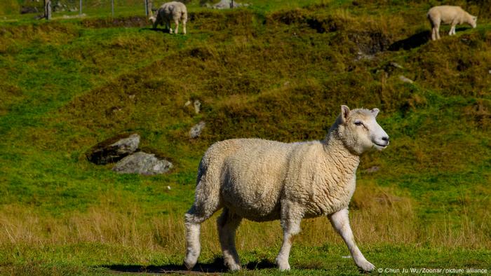 Sheep in a meadow in New Zealand Sheep in a meadow in New Zealand