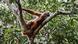 Un orangután de Sumatra descansa sobre un árbol en un centro de acogida en Indonesia.