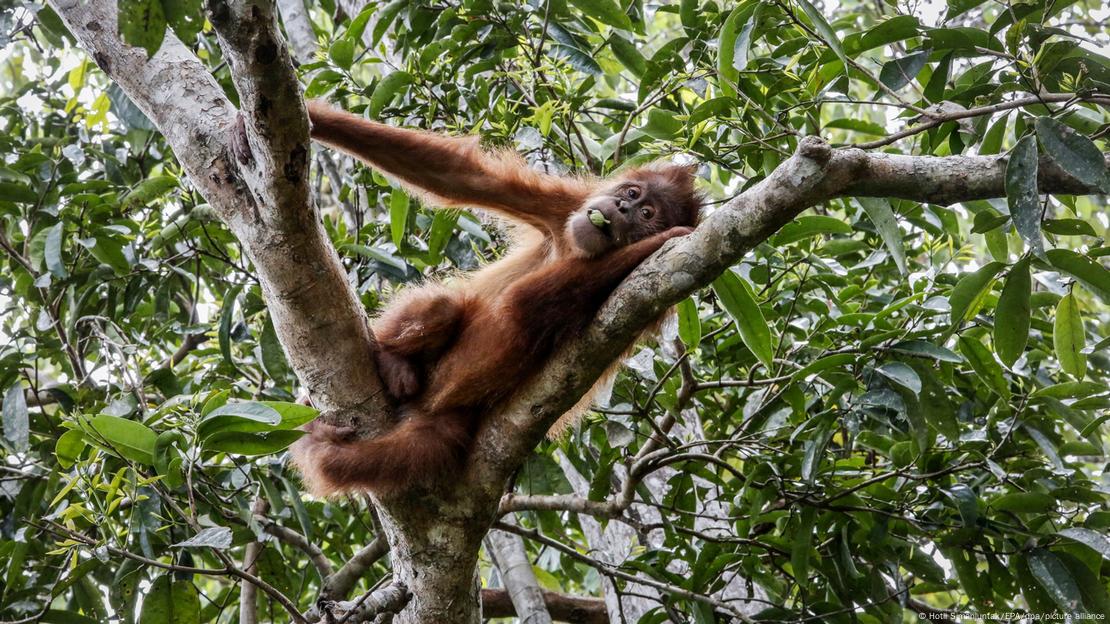 Un orangután de Sumatra descansa sobre un árbol en un centro de acogida en Indonesia. Un orangután de Sumatra descansa sobre un árbol en un centro de acogida en Indonesia.