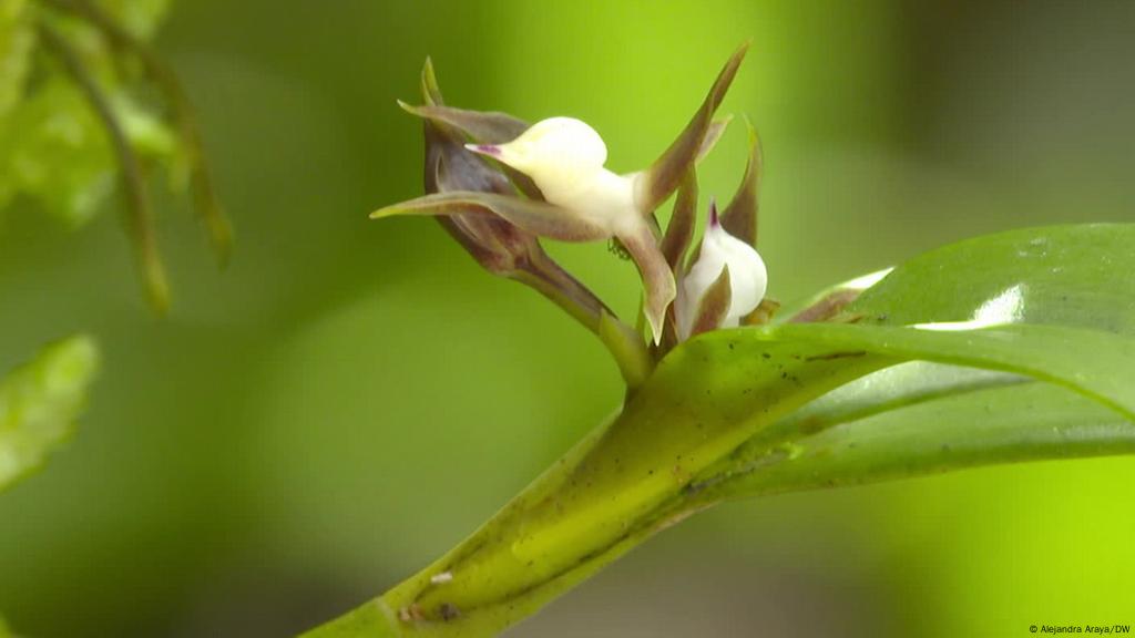 Orquídeas miniatura y árboles gigantes: tesoros de América Latina | Eco  Latinoamérica | DW | 21.10.2021