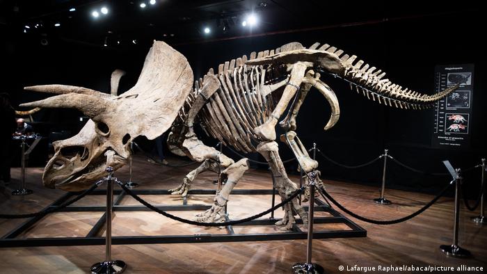 A triceratops skeleton known as 'Big John'