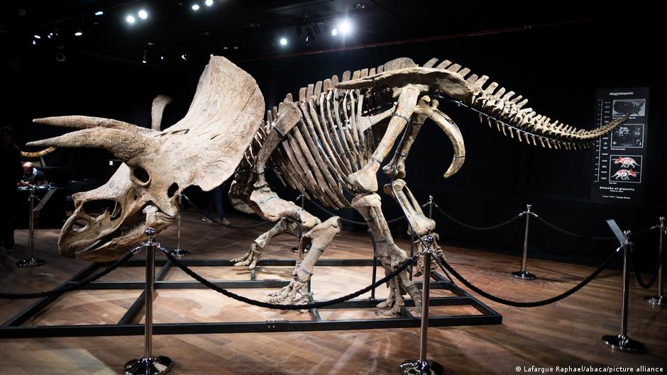 長達8米的「大約翰」已有6600萬年歷史