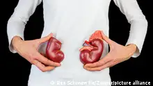 Woman holding artificial model human kidney halves at white body with black