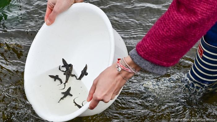 Woman releases Baltic sturgeon fry into the Oder