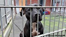 Köln Konrad-Adenauer-Tierheim | „Haustiere nach dem Lockdown: Überfüllte Tierheime in Deutschland
diese Hunde wurden nach dem letzten Lockdown ins Tierheim gebracht und warten geduldig auf ein neues Zuhause