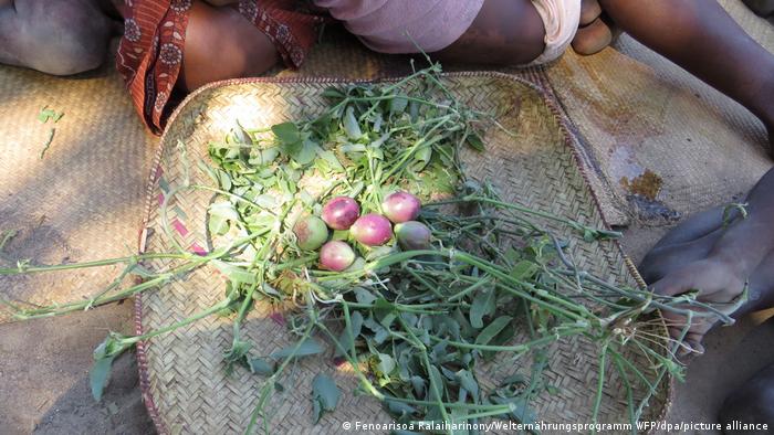 A Madagascar, les familles ramassent ce qu'elles trouvent dans les champs pour se nourrir