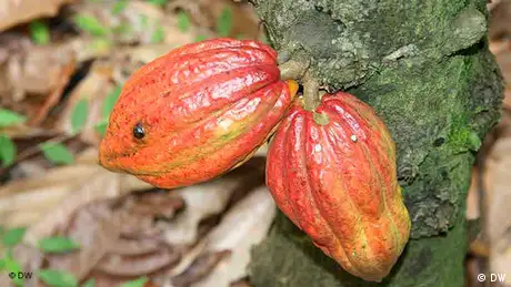 Elfenbeinküste Landwirtschaft Kakaobohnen Flash-Galerie
