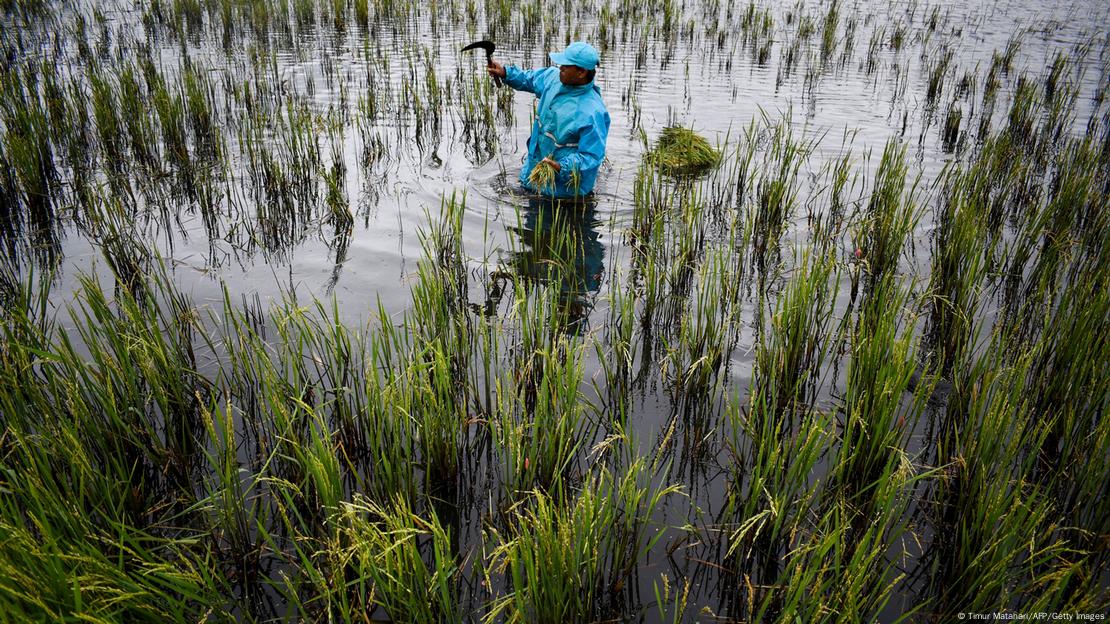 Um homem de casaco e boné azuis segura uma foice em meio a um campo alagado de arroz