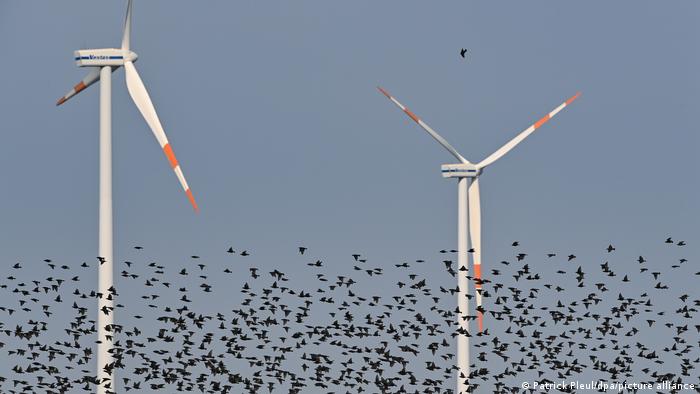 Ein Schwarm Stare (Sturnus vulgaris) fliegt über ein Feld mit Windenergieanlagen.