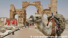 Palmyra, SYRIA: A picture shows a camel in the historic town of Palmyra during the al-Badia festival, northeastern Damascus, 05 May 2007. The festival activities, held by the Ministry of Tourism, include horse and camel races, competition for the prettiest mare, art exhibitions and musical concerts. AFP PHOTO/LOUAI BESHARA (Photo credit should read LOUAI BESHARA/AFP via Getty Images)