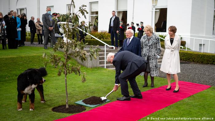 Irland Dublin | Steinmeier hilft beim Pflanzen einer irischen Eiche im Garten des Amtssitzes von Präsident Higgins 