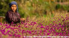 Una niña cosecha amaranto globoso en Nepal.