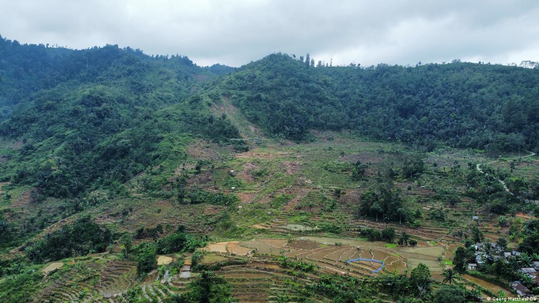 A cleared rainforest in Indonesia 