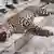 Ein toter Leopard - für ihn kommt alles Engagement zu spät (Foto: WWF)
