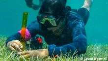 A diver examines the underwater seagrass in the Maldives 