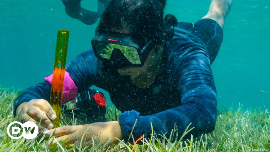 Neben den Korallenriffen auf den Malediven: Naturschützer kämpfen für den Erhalt von Seegras