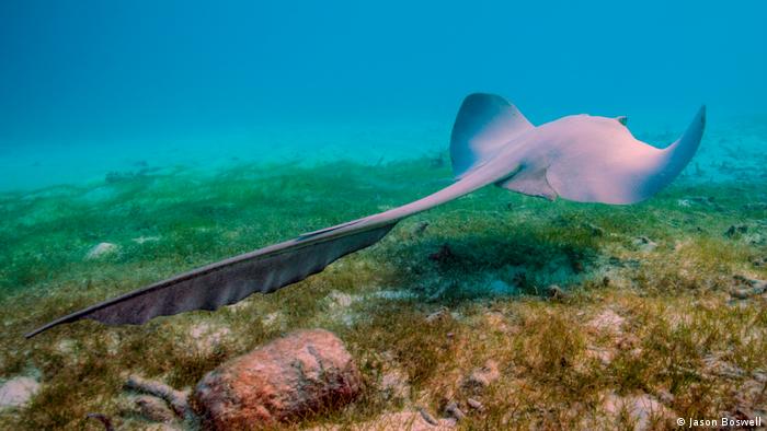 A ray swims over seagrass beds in the underwater world of the Maldives 