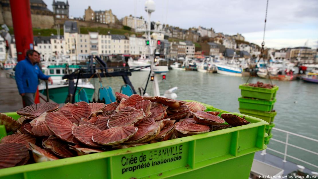 Das Archivbild zeigt eine Kiste mit Jakobsmuscheln in einem französischen Kanalhafen