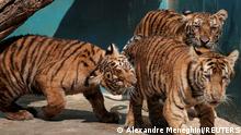Bengal tiger cubs play at the zoo in Havana, Cuba, October 27, 2021. Picture taken on October 27, 2021. REUTERS/Alexandre Meneghini