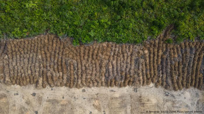 Brasilien | Abholzung des Amazonas Regenwaldes