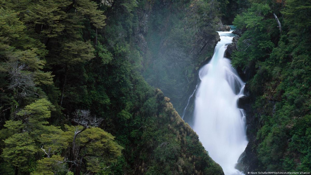 Tree census: How is India counting its trees? 7 A waterfall in a Valdivian forest in Argentina