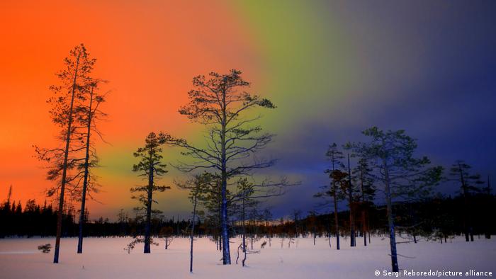 Aurora boreală într-o taiga din Finlanda