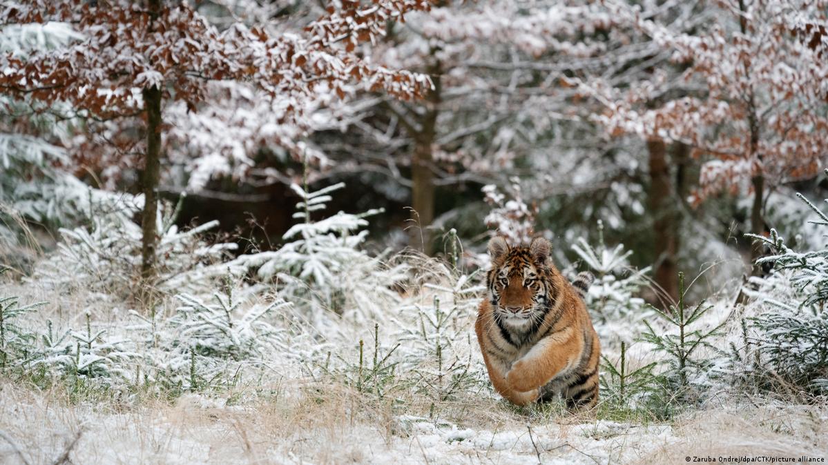 Tree census: How is India counting its trees? 6 A Siberian tiger in a snow-covered forest
