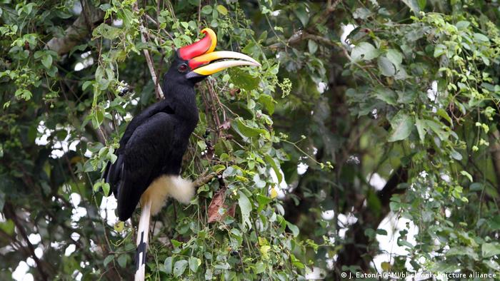 Pasăre hornbill se odihneşte pe o creangă în Borneo. 