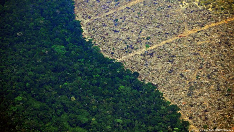 rainforest deforestation facts