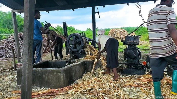 Sugarcane being collected and processed