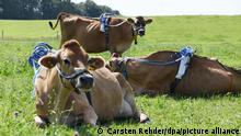 Mit Messgeräten auf dem Rücken liegen und stehen Kühe auf einer Weide des Versuchsguts Lindhof. Die Wiederkäuer produzieren Methan, ein klimaschädliches Treibhausgas. Forscher der Universität Kiel wollen den Methan-Produktion durch einen Kräutmix reduzieren. Dafür binden sie den Nutztieren auf einem Versuchsgut Gürtel um.