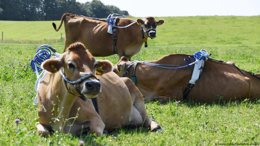 Duas vacas deitadas e uma de pé com aparelhos de monitoramento nas costas