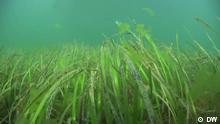 Os prados de ervas marinhas têm muito potencial
