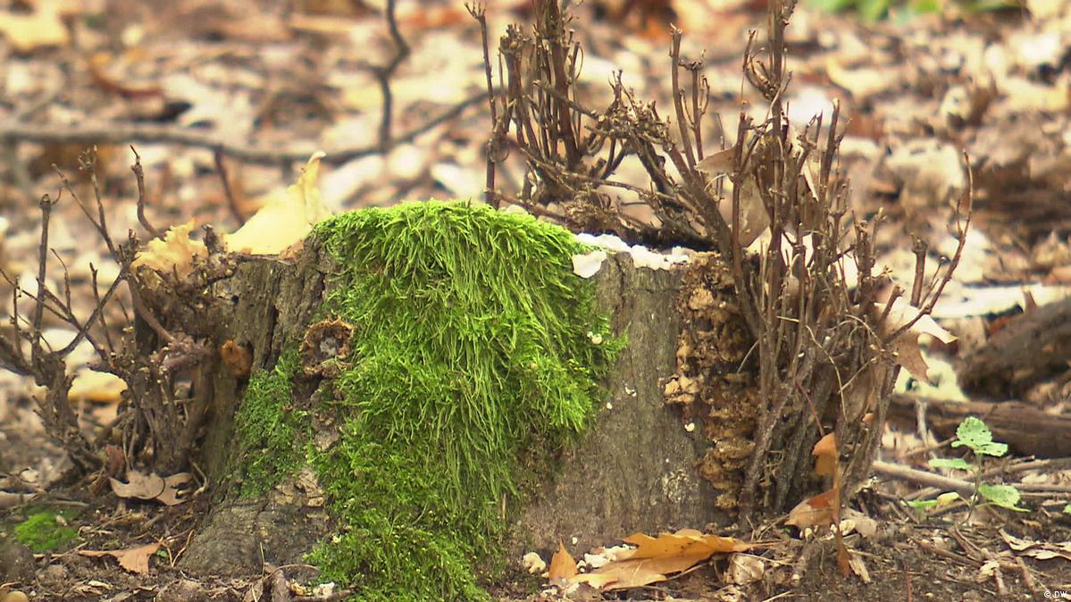 The Indian forester saving German trees DW 04/14/2022