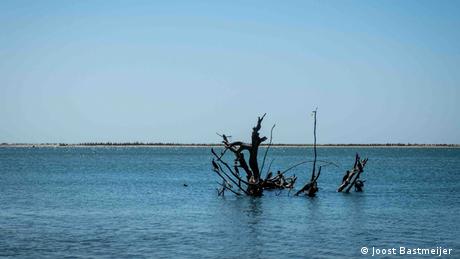 The remains of a tree sticking out of the water near Saint-Louis, Senegal