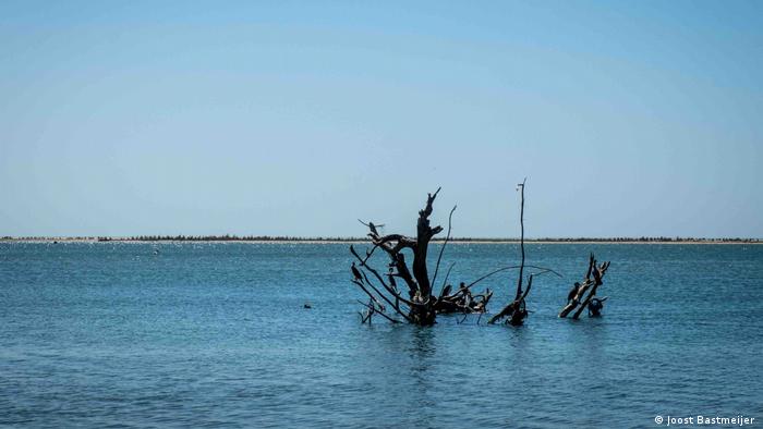 Die Überreste eines Baumes, der in der Nähe von Saint-Louis, Senegal, aus dem Wasser ragt
