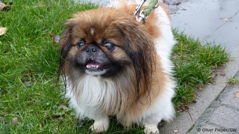 are pig ears bad for a pekingese