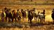 Brumbies (caballos salvajes) ("Equus caballus") Brumbies (caballos salvajes) ("Equus caballus")