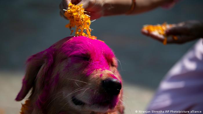Drugi dan hinduističkog praznika Tihar posvećen je psima i ovaj policijski pas iz Katmandua je ukrašen i okićen laticama nevena. U Nepalu se tako odaje priznanje četvoronošcima za njihovu ulogu u čuvanju bezbednosti. Naravno, posle ukrašavanja sledi zakuska. 