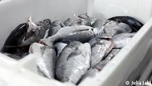 Südafrika: Fisch per App vom Boot ins Restaurant