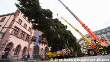Mithilfe von Autokränen wird der Frankfurter Weihnachtsbaum nach der Ankunft auf einem Tieflader auf dem Römerberg aufgestellt. Die rund 90 Jahre alte Fichte mit dem Namen Gretel stammt aus dem Spessart. Der berühmte Frankfurter Weihnachtsmarkt wird am 22. November 2021 eröffnet. +++ dpa-Bildfunk +++
